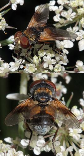 Réf. 333 240 : Ectophasia sp.